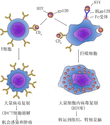 hiv病毒主要分.